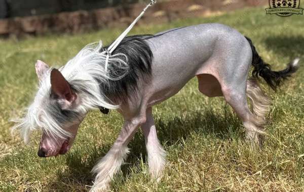 Chinese Crested Puppies: What You Need to Know