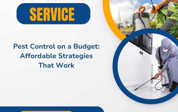 Pest Control on a Budget: Affordable Strategies That Work