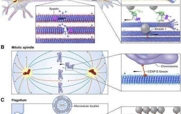 From Structure to Function: Cytoskeleton Technologies in Cell Biology Research