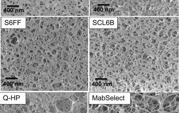 CD Bioparticles Announces New Line of Conjugated Agarose Particles for Affinity Separation and Purification