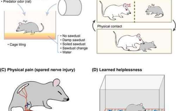 Ace Therapeutics Unveils Model Development Services to Power Up Psychiatric Drug R&D